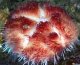 《近海産海洋生物》イイジマフクロウニ・・