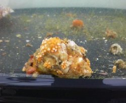 画像1: 八放サンゴ亜網（土台約3センチ）