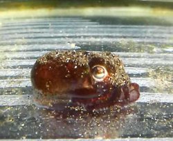 画像1: 《近海産甲殻類》ミミイカ(ニヨリミミイカ？)…ハンドコート採取