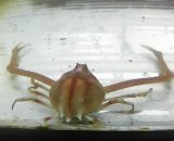 《近海産甲殻類》テナガコブシガニ…ハンドコート採取