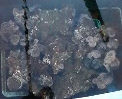 画像2: オオスリバチサンゴのコロニー（約60センチ）・・30個体以上活着