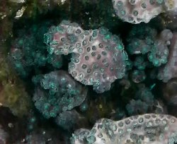 画像1: オオスリバチサンゴのコロニー（約60センチ）・・30個体以上活着