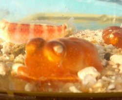 画像1: 《近海産甲殻類》ミミイカダマシ
