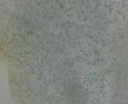画像4: 《近海産甲殻類》活き海産コペポーダ（天然海水込み12リットル+α）…当店ハンドコート採取（採取時季により数種類のコぺ類が混じる場合もあります）