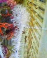 《近海産海洋生物類》シロアザミヤギ…ハンドコート採取