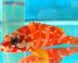 《近海産海水魚》アカハタ（Mサイズ）…ハンドコート採取