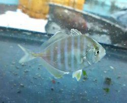 画像2: 《近海産海水魚》カイワリ幼魚…ハンドコート採取