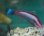 画像2: 《近海産海水魚》イトヒキベラ（雄I匹、雌1匹のセット）・・ハンドコート採取 (2)