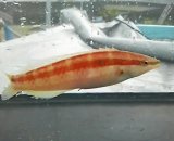 《近海産海水魚》イトベラ雌（1匹）…ハンドコート採取