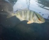 《近海産海水魚》カンパチ幼魚…ハンドコート採取