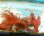 画像3: 《近海産甲殻類》アカシマモエビ（2匹セット）…当店ハンドコート採取 (3)
