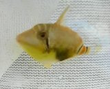 《近海産海水魚》クラカケモンガラ　ベビー（1匹）…当店ハンドコート採取