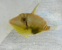 画像1: 《近海産海水魚》クラカケモンガラ　ベビー（1匹）…当店ハンドコート採取