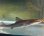 画像7: 《近海産海水魚》ホシザメ(Sサイズ)…ハンドコート採取