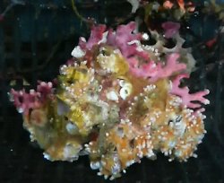 画像2: 八放サンゴ亜網（サンゴモドキ土台約7センチ前後）