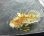 画像2: 《近海産海水魚》【激レアサイズ】キアンコウ幼魚(遊泳型)…ハンドコート採取