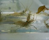 《近海産甲殻類》餌用イソスジエビ(20匹セット)…当店ハンドコート採取