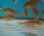画像6: 《近海産海水魚》キンメモドキ（4匹セット）…ハンドコート採取