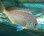 画像4: 《近海産海水魚》チダイ　幼魚（1匹）…ハンドコート採取 (4)