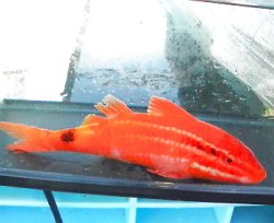 画像1: 《近海産海水魚》オキナヒメジ(ＭＬサイズ)‥赤！
