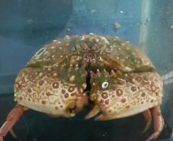 画像1: 《近海産甲殻類》ヤマトカラッパ