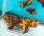 画像3: 《近海産甲殻類》【ワイルド個体】ハナイカ(2Lサイズ)1匹…ハンドコート採取 (3)