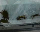 《近海産甲殻類》餌用イソガニ類（10匹セット）…当店ハンドコート採取