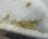 画像2: 《近海産甲殻類》餌用イソスジエビ(20匹セット)…当店ハンドコート採取 (2)