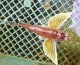《近海産海水魚》ハチ