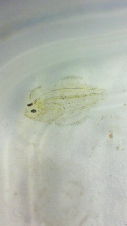 画像3: 《近海産海水魚》カレイ目の幼稚魚(1匹)…当店ハンドコート採取