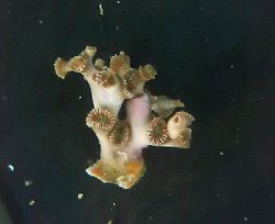画像1: フタリビワガライシ触口グリーンタイプ(約5センチ前後)
