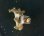 画像1: フタリビワガライシ触口グリーンタイプ(約5センチ前後) (1)