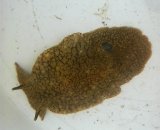 《近海産甲殻類》ウミフクロウ（Sサイズ）・・・当店ハンドコート採取