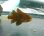 画像5: 《近海産海水魚》クロイシモチ(1匹)…ハンドコート採取
