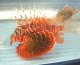 《近海産海水魚》【熊野灘産】セトミノカサゴ（Mサイズ）…ハンドコート採取