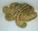 《近海産甲殻類》ヨツメダコ（Sサイズ）…ハンドコート採取