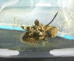 画像2: 《近海産海水魚》【珍】オキセミホウボウ 幼魚…ハンドコート採取