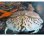 画像4: 《近海産甲殻類》トラフカラッパ(Lサイズ)…ハンドコート採取