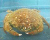 《近海産甲殻類》オオカイカムリ（Mサイズのフリー個体）…ハンドコート採取