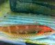 《近海産海水魚》カミナリベラ（雌）
