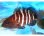 画像2: 《近海産海水魚》マハタ幼魚【激レアサイズ】…ハンドコート採取 (2)