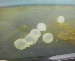画像3: ☆★当店ブリードハナイカの卵（有精卵）　2個セット　孵化間近です！！