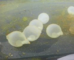 画像2: ☆★当店ブリードハナイカの卵（有精卵）　2個セット　孵化間近です！！