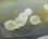 画像2: ☆★当店ブリードハナイカの卵（有精卵）　2個セット　孵化間近です！！ (2)