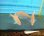 画像2: 《近海産海水魚》チダイ　幼魚（1匹）…ハンドコート採取 (2)