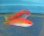 画像1: 《近海産海水魚》イトヒキベラ(雌)1匹…ハンドコート採取 (1)