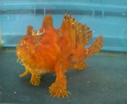 画像1: カエルアンコウ（約14センチ前後）橙系