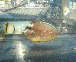 画像1: ミヤコテングハギ幼魚
