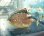 画像3: ミヤコテングハギ幼魚 (3)
