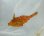 画像1: 《近海産海水魚》ウマヅラハギ幼魚（レアサイズ）‥当店ハンドコート採取 (1)